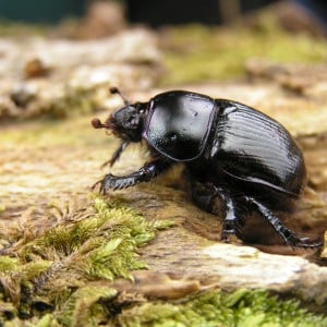 Earth boring scarab beetle, Geotrupes